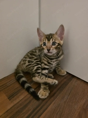 Bengal Kitten 