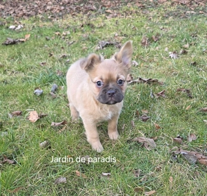 Französische Bulldoggen Hündin Erna mit Ahnentafel