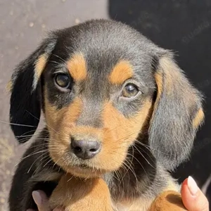 Lior, geb. ca. 12 2025, lebt in GRIECHENLAND, auf einer privaten Pflegestelle