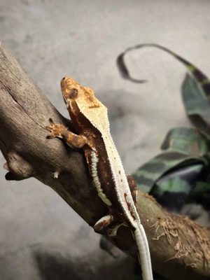 Correlophus ciliatus Lilly White Kronengecko  1.0 Pet only 