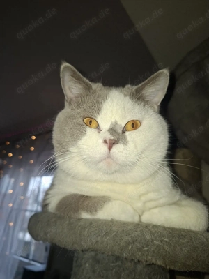 Wunderschöner reinrassiger Britisch Kurzhaar Deckkater in Lilac-White Bild 3