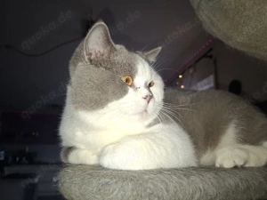Wunderschöner reinrassiger Britisch Kurzhaar Deckkater in Lilac-White Bild 2