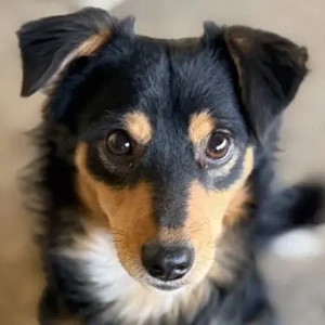 Dio, geb. ca. 01 2025, lebt in GRIECHENLAND, auf einer privaten Pflegestelle