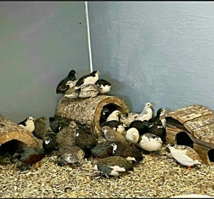 Bruteier Chinesiche Zwergwachteln