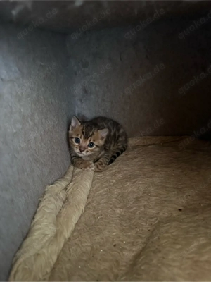 Bengal Kitten 