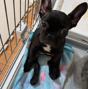 Französische Bulldoggenwelpen bereit