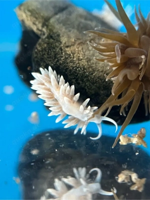 Berghia-Schnecken, Glasrosen