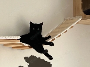 Zuhause gesucht für einen kleinen Herzensbrecher   