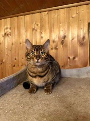 Bengal Kater sucht neues zuhase  Bild 3