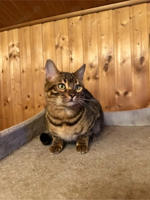 Bengal Kater sucht neues zuhase  Bild 2