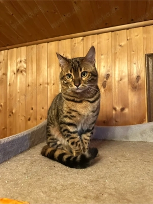 Bengal Kater sucht neues zuhase  Bild 5