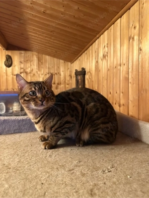 Bengal Kater sucht neues zuhase  Bild 4
