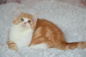 Süße BKH Babykatzen - entwurmt und geimpft 