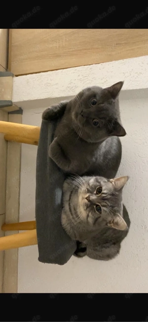 Zwei knuffige verschmuste junge BKH-Kater suchen ein neues liebevolles zuhause