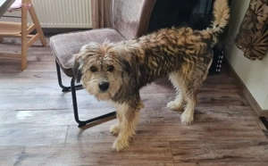 Wird Ronja deine treue Begleiterin?