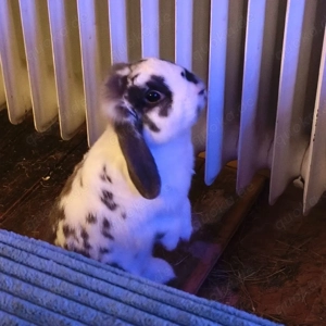 Staz und Willlow suchen ein neues Zuahuse