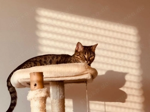 Ekh Katze sucht ihr neues Zuhause