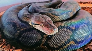 Netzpython (0,1 4,50m+)