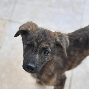 Gut aufgezogene Welpen suchen ein Zuhause für immer