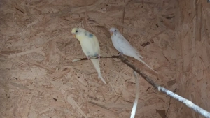 Wellensittiche , jung