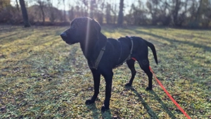 junger freundlicher Mischlings-Rüde Haso sucht sein Zuhause, Familienhund, Traumhund Bild 9