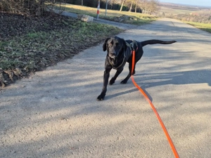 junger freundlicher Mischlings-Rüde Haso sucht sein Zuhause, Familienhund, Traumhund Bild 7
