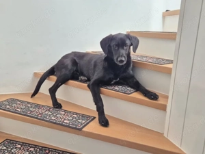 junger freundlicher Mischlings-Rüde Haso sucht sein Zuhause, Familienhund, Traumhund Bild 10
