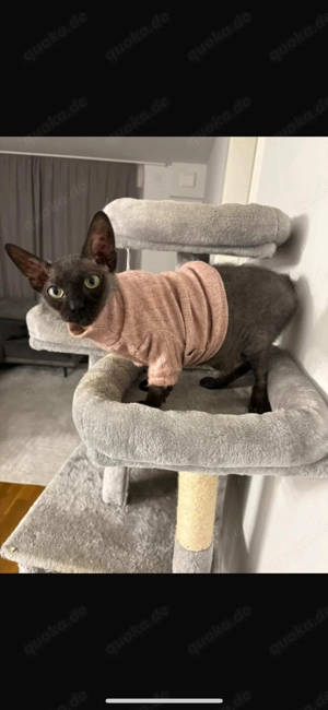 Weibchen 1 Jahr alt abzugeben  sphynx katze mit fell