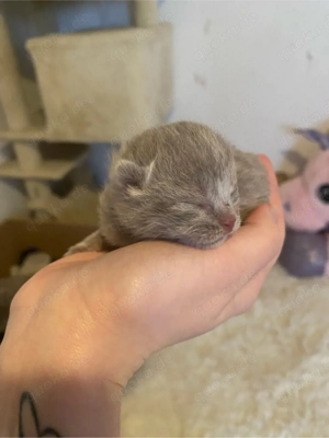 2 BKH Katerchen mit Stammbaum 
