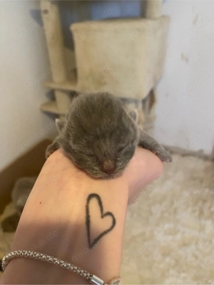 letztes BKH Katerchen mit Stammbaum 