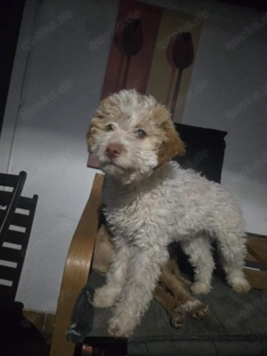 Lagotto Romagnolo Bild 2