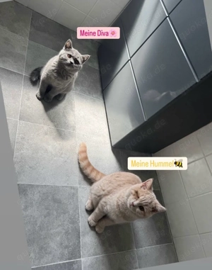 Geschwister Kätzchen abzugeben 1 Jahr alt