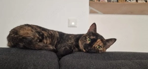 Das ist Mica sie sucht ein liebevolles zuhause