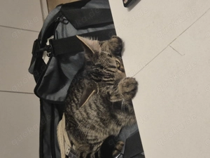 Liebevoller Kater Rocky (1 Jahr) sucht neues Zuhause  - image 3