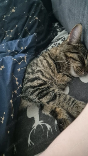 Liebevoller Kater Rocky (1 Jahr) sucht neues Zuhause  - image 4