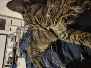 Liebevoller Kater Rocky (1 Jahr) sucht neues Zuhause  - image 2