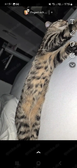 Liebevoller Kater Rocky (1 Jahr) sucht neues Zuhause  - image 5