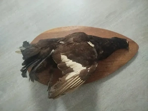 Birkhahn Präparat tierpräparat Trophäe Taxidermy ausgestopft Vogel 