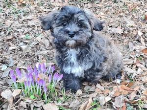 Wunderschöner Havaneser Welpe Rüde sucht Familienanschluss