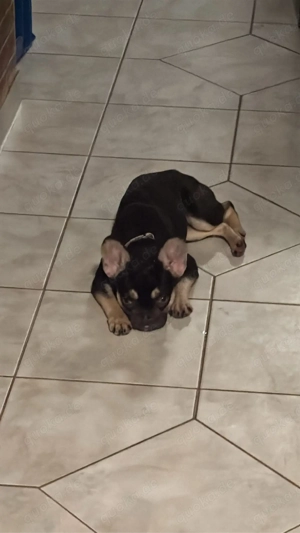 französische Bulldogge 