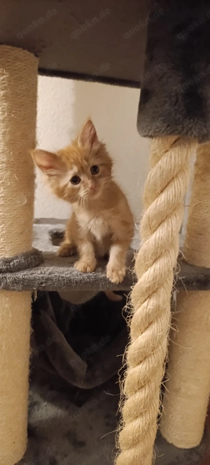 Maine Coon kitten Reinrassig 