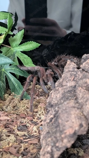 Pseudhapalopus-Vogelspinne Bild 4