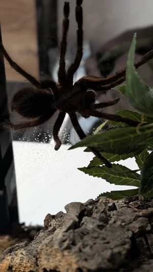 Pseudhapalopus-Vogelspinne Bild 2