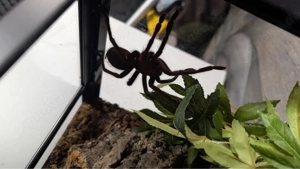 Pseudhapalopus-Vogelspinne Bild 1