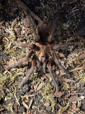 Pseudhapalopus-Vogelspinne Bild 3