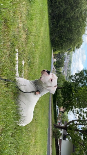 Dogo Argentino sucht neues zuhause 