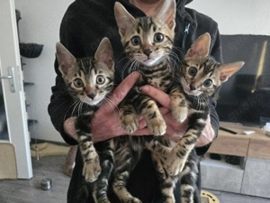 Wunderschöne Bengal Kitten   seltene Marble-Färbung
