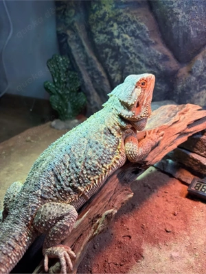 Bartagame (4 Jahre, Weibchen) mit komplettem Terrarium 120x60x60 und Zubehör