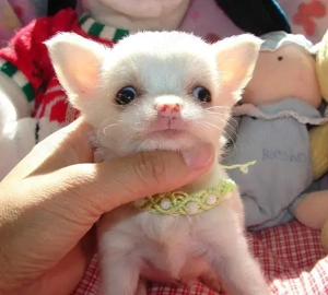 Superniedliche Chihuahua-Welpen zu verkaufen 