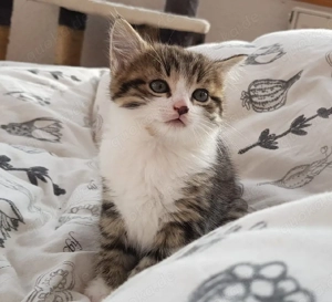 Süßes Kitten sucht neues Zuhause 